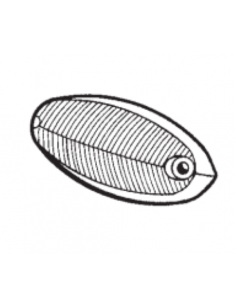 Comprar Tulipa blanca aleta intermitente Ford Taunus 12 M online