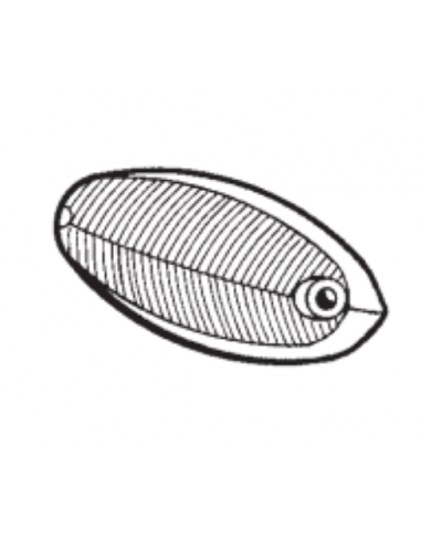 Comprar Tulipa blanca aleta intermitente Ford Taunus 12 M online