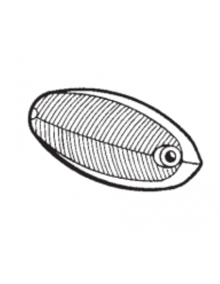 Comprar Tulipa blanca aleta intermitente Ford Taunus 12 M online