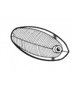 Comprar Tulipa blanca aleta intermitente borde cromado Ford