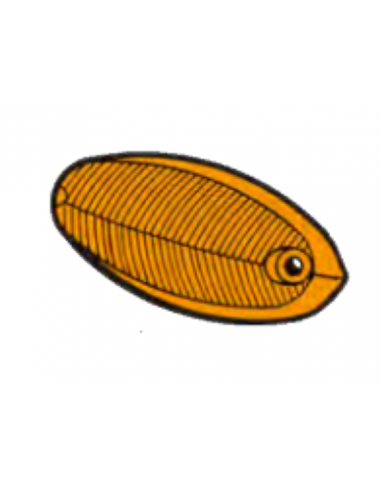 Comprar Tulipa aleta intermitente borde cromado Ford Taunus 12